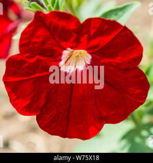 Un plan macro sur une jolie fleur rouge pétunia. Banque D'Images