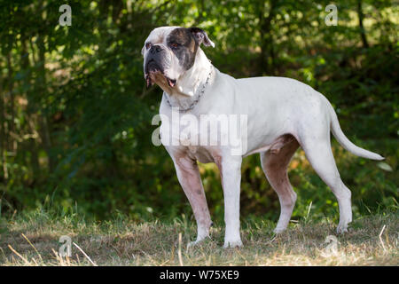 American Bulldog, Comité permanent Banque D'Images