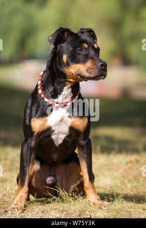 Noir et feu bull-terrier américain de mine assis Banque D'Images