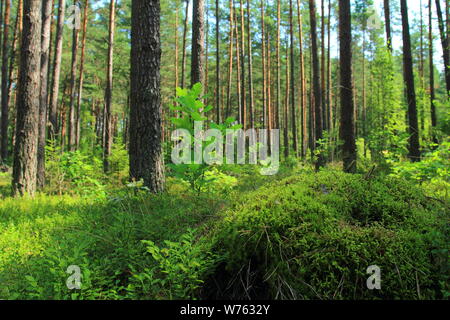 Forêt de pins. Low angle view. Paysage d'été à forest Banque D'Images