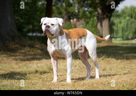 American Bulldog, Comité permanent Banque D'Images