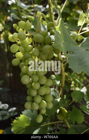 Vin blanc les raisins sur arbre avec branche et fond vert. Les jeunes verts de raisins dans le vignoble. Début de l'été close up grapes growing sur vi Banque D'Images