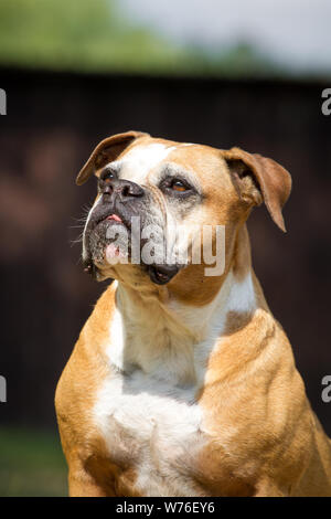 Olde English Bulldog, type Leavitt Banque D'Images