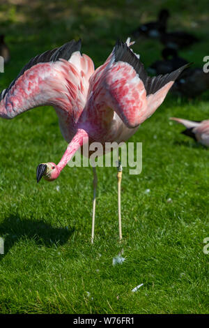 Flamant des Andes à Slimbridge Banque D'Images