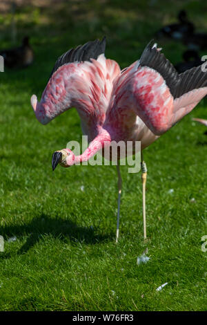 Flamant des Andes à Slimbridge Banque D'Images