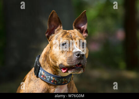 Tête portrait d'un brindle Staffordshire Bull Terrier Banque D'Images