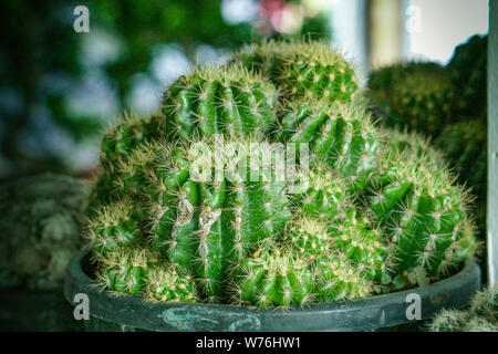 La famille vert cactus poussant dans la pépinière pot en argile Banque D'Images