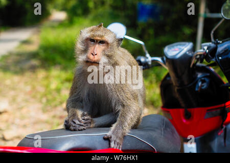 Singe assis sur une moto, l'île de Ko Chang - la Thaïlande. Banque D'Images