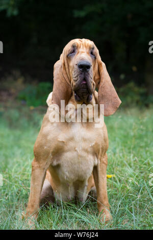 Chien de chasse Banque D'Images