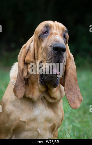 Chien de chasse Banque D'Images