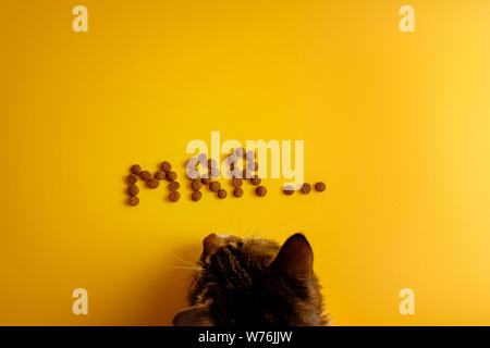 Chat A La Recherche De Nourriture Dans Un Tas D Ordures Photo Stock Alamy