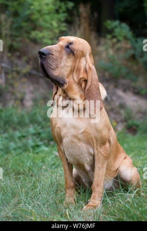 Chien de chasse Banque D'Images