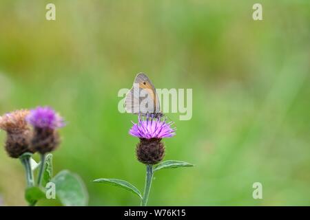Un petit oiseau - la fièvre des foins ( Coenonympha pamphilus ) sur fleur violet en face de green nature with copy space Banque D'Images
