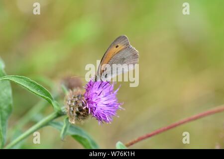 Petit oiseau - la fièvre des foins ( Coenonympha pamphilus ) sur fleur violet en face de green nature with copy space Banque D'Images