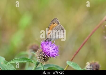 Une prairie bird - la fièvre des foins ( Coenonympha pamphilus ) sur fleur violet en face de green nature with copy space Banque D'Images