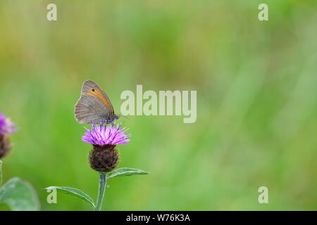 Un petit oiseau - la fièvre des foins ( Coenonympha pamphilus ) sur fleur violet en face de green nature with copy space Banque D'Images