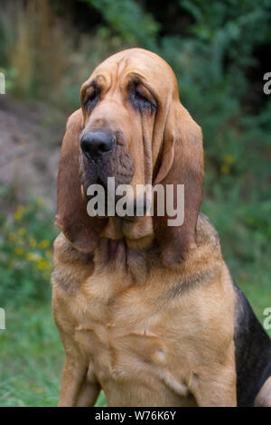 Chien de chasse Banque D'Images