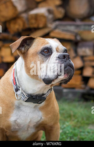 Olde English Bulldog, type Leavitt Banque D'Images