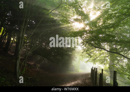 Des poutres de soleil en début de matinée éclairant un sentier boisé à Ranmore Common, Royaume-Uni Banque D'Images