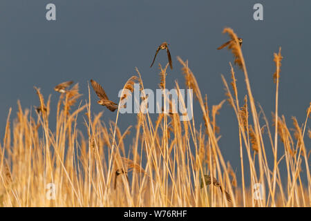 Sand martin survolant un roseau contre un ciel d'orage, la nature sauvage Banque D'Images