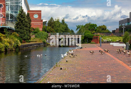 La Direction générale de l'attrayant Digbeth Canal en Aston, bordée de bâtiments de l'université et collège ainsi que des bureaux, la vie sauvage est abondante, Birmingham, UK Banque D'Images