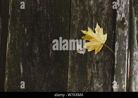Feuilles mortes couvrant old wooden planks Banque D'Images
