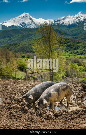 Paire de cochon noir en semi-liberté, couché au soleil dans la campagne. Lac Campotosto, Gran Sasso et Parc national Monti della Laga, Abruzz Banque D'Images