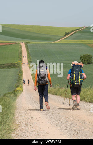 Les pèlerins avec un sac à dos sur le Camino Frances, Chemin de Saint Jacques, dans la région de Burgos, Castille et León, Castilla y Leon. Chemin, les randonneurs et paysage Banque D'Images