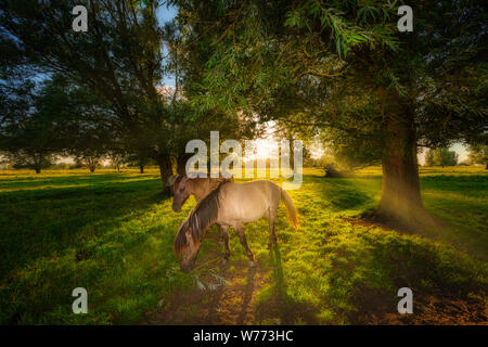 Le pâturage des chevaux Konik dans la nature en été avec la lumière du soleil du soir lumineux sur un pré avec des arbres - Lac de Lauwers, Pays-Bas Banque D'Images