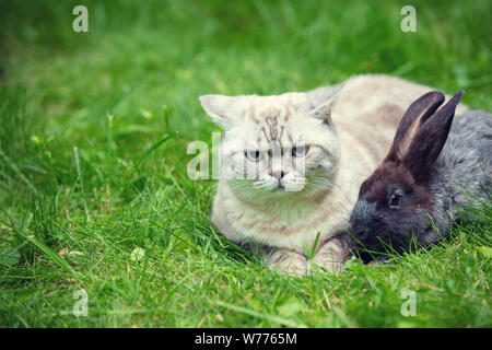 Chat et lapin couché ensemble à l'extérieur sur l'herbe au printemps. Chat et lapin sont meilleurs amis Banque D'Images