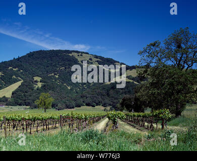 Un vignoble en Californie Description physique : 1 : la transparence ; couleur de 4 x 5 po. ou moins. Notes : Titre, date et mots-clés fournis par le photographe. ; Digital image produite par Carol M. Highsmith pour représenter son film original de la transparence ; certains détails peuvent différer entre le film et les images numériques. ; fait partie de la série sélectionne dans le Carol M. Highsmith Archive. ; et l'achat de cadeaux ; Carol M. Highsmith ; 2011 ; (DLC/PP-2011:124). ; Banque D'Images