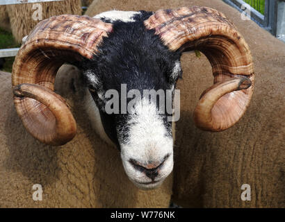 Une face bleue avec des cornes de mouton Leicester bouclés à Stranraer, Ecosse, juillet 2019 show annuel Banque D'Images