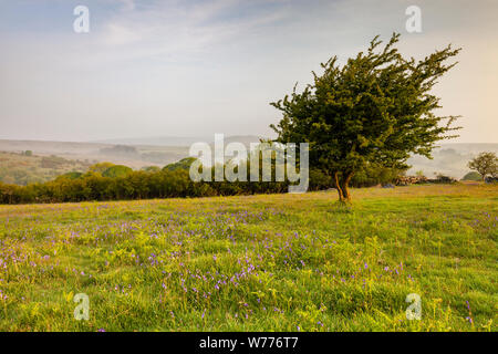 Un arbre entouré par un pré plein de fleurs sauvages et de jacinthes sur Emsworthy Mire, Dartmoor, dans le Devon, Angleterre. Une réserve naturelle sur la lande et AONB. Banque D'Images