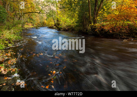 Une autre scène de rivière d'arbres avec feuilles dorées comme autumn falls sur la rivière Teign sur Dartmoor National Park près de Fingle Bridge. Banque D'Images