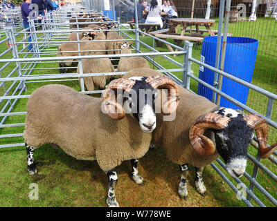 Face bleu Leicester mouton à Stranraer, Ecosse, juillet 2019 show annuel Banque D'Images