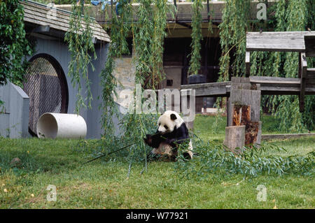Un panda géant, l'attraction principale à la Smithsonian Institution's National Zoo, Washington, D.C Description physique : 1 : la transparence ; couleur de 4 x 5 po. ou moins. Notes : Titre, date et mots-clés fournis par le photographe. ; Digital image produite par Carol M. Highsmith pour représenter son film original de la transparence ; certains détails peuvent différer entre le film et les images numériques. ; fait partie de la série sélectionne dans le Carol M. Highsmith Archive. ; et l'achat de cadeaux ; Carol M. Highsmith ; 2011 ; (DLC/PP-2011:124). ; Banque D'Images