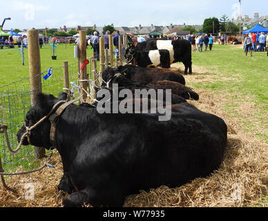 Le bétail en attente d'être jugés au salon annuel dans Stranraer, Ecosse, juillet 2019 Banque D'Images