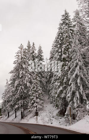 Une scène de vie sno-globe et Winter Wonderland, créé par une soudaine tempête de montagne le long de la Californie l'autoroute 36, au sud de Lassen Volcanic National Park Description physique : 1 photographie : numérique, tiff, la couleur. Notes : Titre, date et mots-clés fournis par le photographe. ; Banque D'Images