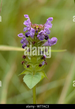 S'auto-guérir en fleur Banque D'Images