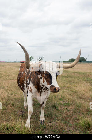 Un longhorn steer prend une pause de paître à la George Ranch Historical Park, un 20 000 acres ranch dans le comté de Fort Bend, Texas Description physique : 1 photographie : numérique, tiff, la couleur. Notes : Titre, date et mots-clés basés sur les informations fournies par le photographe. ; Don ; l'Lyda Hill Foundation ; 2014 ; (DLC/PP-2014:054). ; Le ranch est un salon-partenariat de l'histoire de Fort Bend County Museum Association et la Fondation George qui conserve et interprète l'histoire de quatre générations d'une famille du Texas, à partir de 1824 et s'étendant sur plus de 100 ans. ; fait partie o Banque D'Images