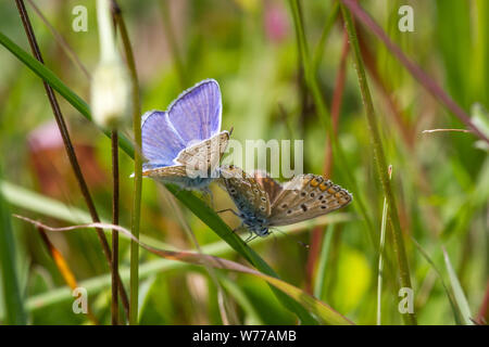 Lepidoptera Polyommatus icarus (common blue butterfly Schmetterling / Hauhechel-Bläuling) Banque D'Images