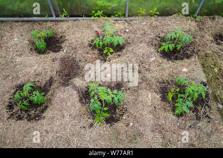 Le plant de tomate sans les légumes au stade précoce de la croissance. Germes de tomate avec de l'eau gouttelettes sur leafs entouré de paillis Banque D'Images