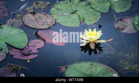 Yellow Water Lily Pond, Nuphar lutea, avec des nénuphars. Jardin de Claude Monet, Giverny, France. Banque D'Images