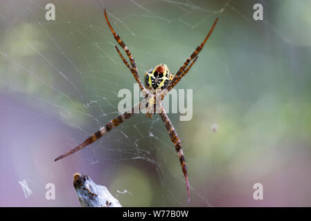 Macro image d'un anasuja Argiope araignée sur une araignée. La Thaïlande, Koh Chang Island. Banque D'Images