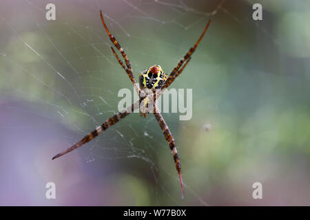 Macro image d'un anasuja Argiope araignée sur une araignée. La Thaïlande, Koh Chang Island. Banque D'Images