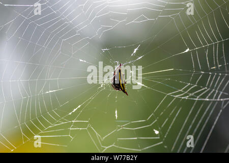 Macro image d'un anasuja Argiope araignée sur une araignée. La Thaïlande, Koh Chang Island. Banque D'Images