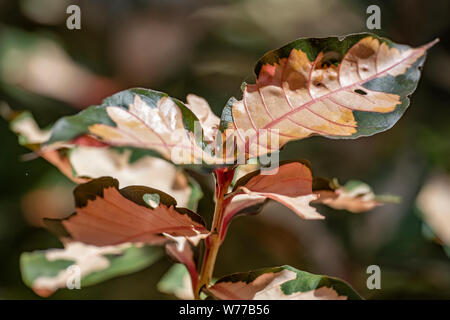 Dombeya pictum plant close-up à la lumière naturelle. La Thaïlande, Koh Chang Island. Banque D'Images