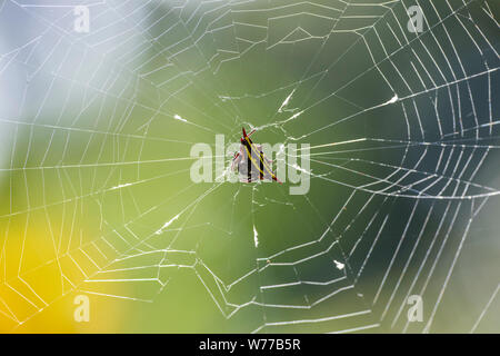 Macro image d'un anasuja Argiope araignée sur une araignée. La Thaïlande, Koh Chang Island. Banque D'Images