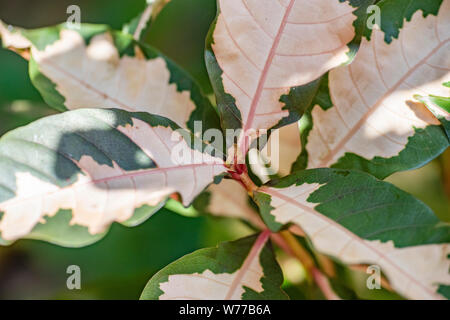 Dombeya pictum plant close-up à la lumière naturelle. La Thaïlande, Koh Chang Island. Banque D'Images