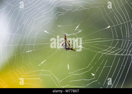 Macro image d'un anasuja Argiope araignée sur une araignée. La Thaïlande, Koh Chang Island. Banque D'Images